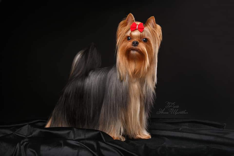  Elegant Baubles Merlille Eullalie &mdash; Labaza DogPedigree YorkshireTerrier